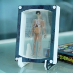 [로봇사이언스몰] 3D액자 만들기 [인체] / 소화기, 근육, 뼈