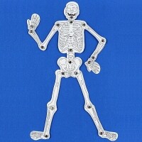 [로봇사이언스몰] 인체 골격 만들기 (우리몸의 뼈구조)(10인 세트)