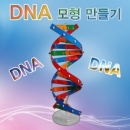 [로봇사이언스몰] DNA 모형만들기